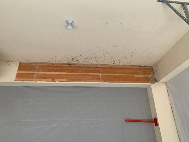 Best Water Damage & Mold Remediation  in Sparks, GA